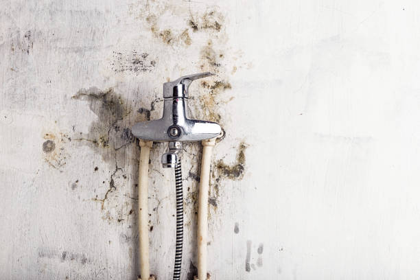Best Mold Remediation  in Mount Pleasant, TN