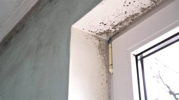 Best Attic Mold Removal  in Mount Pleasant, TN