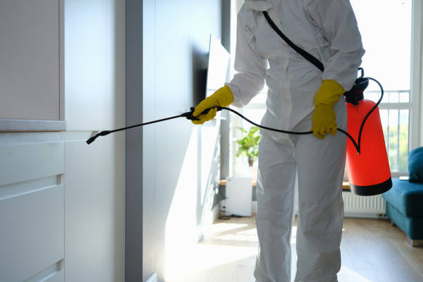 Best Local Mold Removal Service  in Mount Pleasant, TN