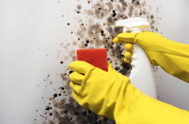 Best Residential Mold Removal  in Mount Pleasant, TN