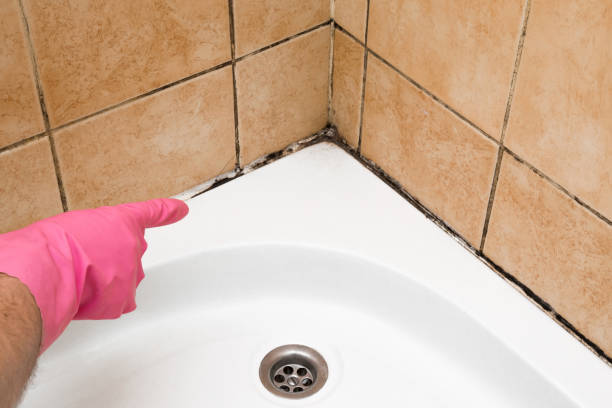 Best Mold Removal Company Near Me  in Mount Pleasant, TN
