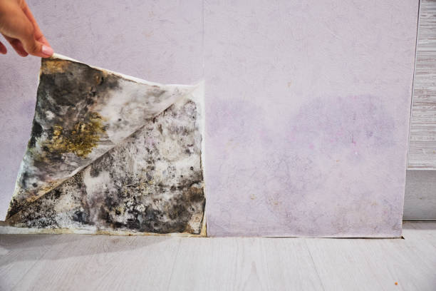 Mold Testing and Removal in Mount Pleasant, TN